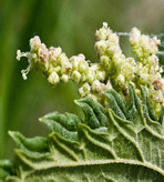 Nettle Root